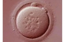 яйцеклетка