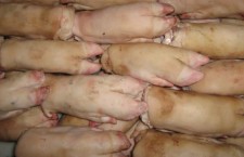 свиные ножки