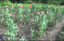 Житель района Чимишлия выращивал мак у себя дома