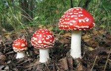 imagine: libertatea.ro