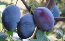 imagine: imaginea.info