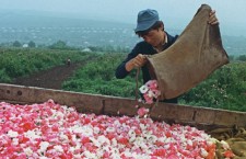 сбор роз в молдавии