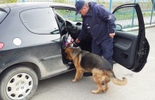 Пограничник