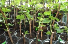 виноградник рассада