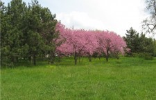 Сирень, природа