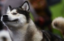 ciine собака хаски лайка