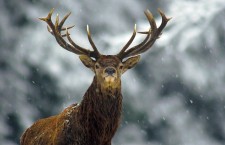 олень по кличке перж