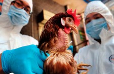 птичий грипп