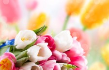 тюльпаны, цветы