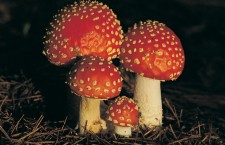 902662_20170317101618