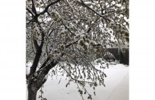 17002968_big1492683963