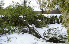 ботанический сад