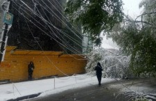 деревья, провода, снег