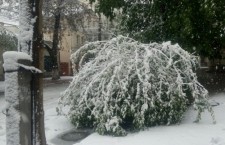 деревья, снег