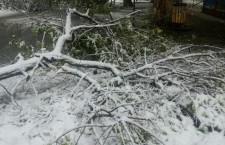 деревья, снег