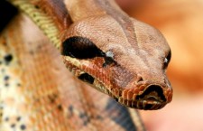 udav змея удав