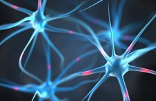 нервные клетки