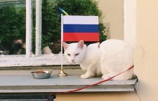 kot_akhill_predskazal_pobedu_sbornoy_rossii_v_pervom_matche_kubka_konfederatsiy