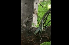 змея геккон