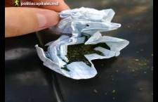 По улицам Кишинева разгуливают наркоманы