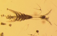 одноглазый монстр