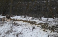 деревья, лес, вырубка, незаконная вырубка леса