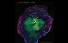 mozg-pic685-685x390-97241