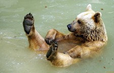 медвежонок