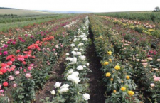 розы, цветы