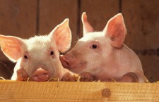 поросенок, свинья