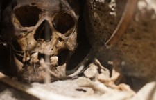 череп, останки