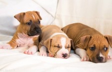 щенки американских стаффордширских терьеров